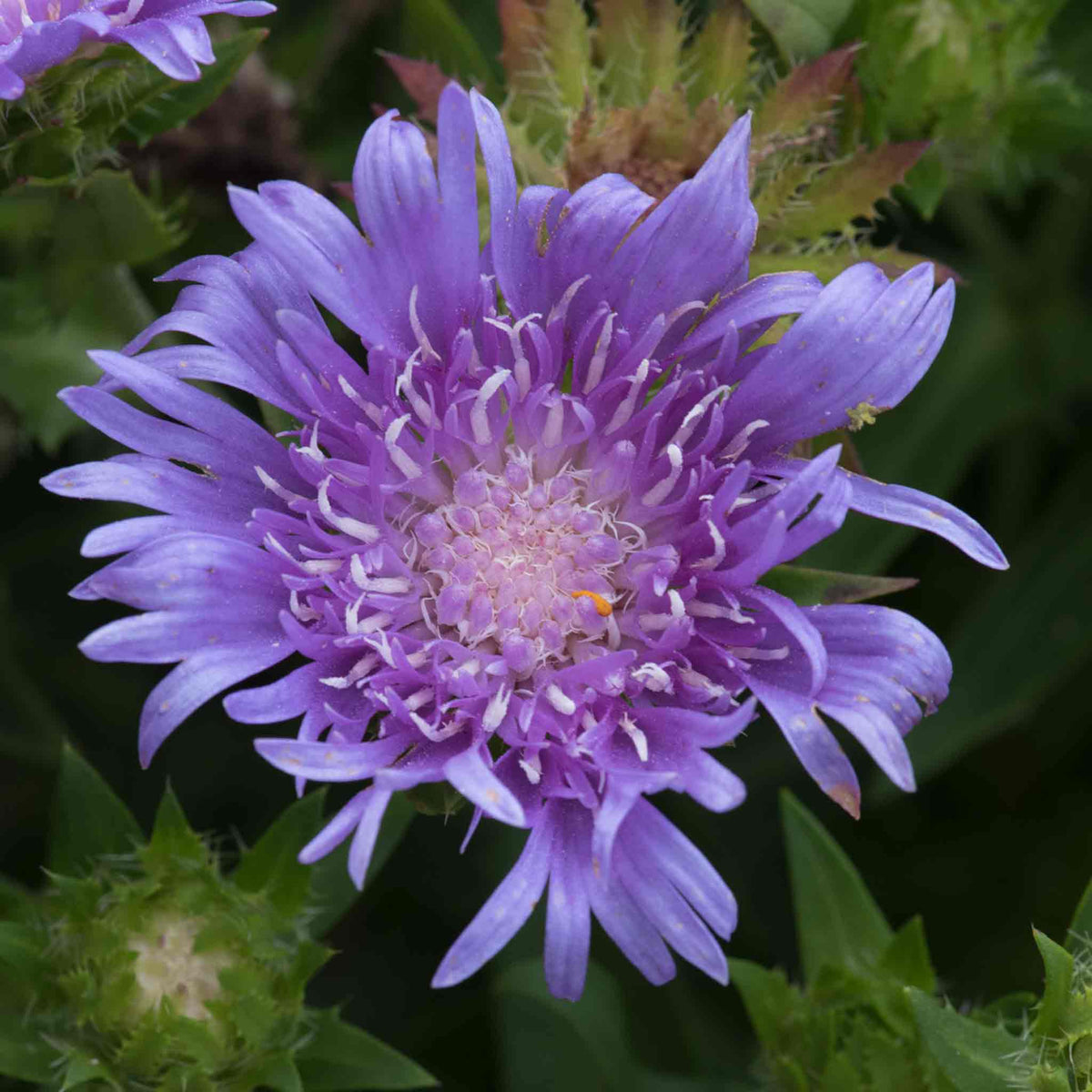 Stokesia 'mel's Blue' Compact Lavender-blue Perennial | Set of 1 | Lavender