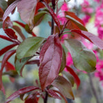 Malus 'liset' Dwarf Patio Crab Apple Tree | 1 x 5L | Rose Pink