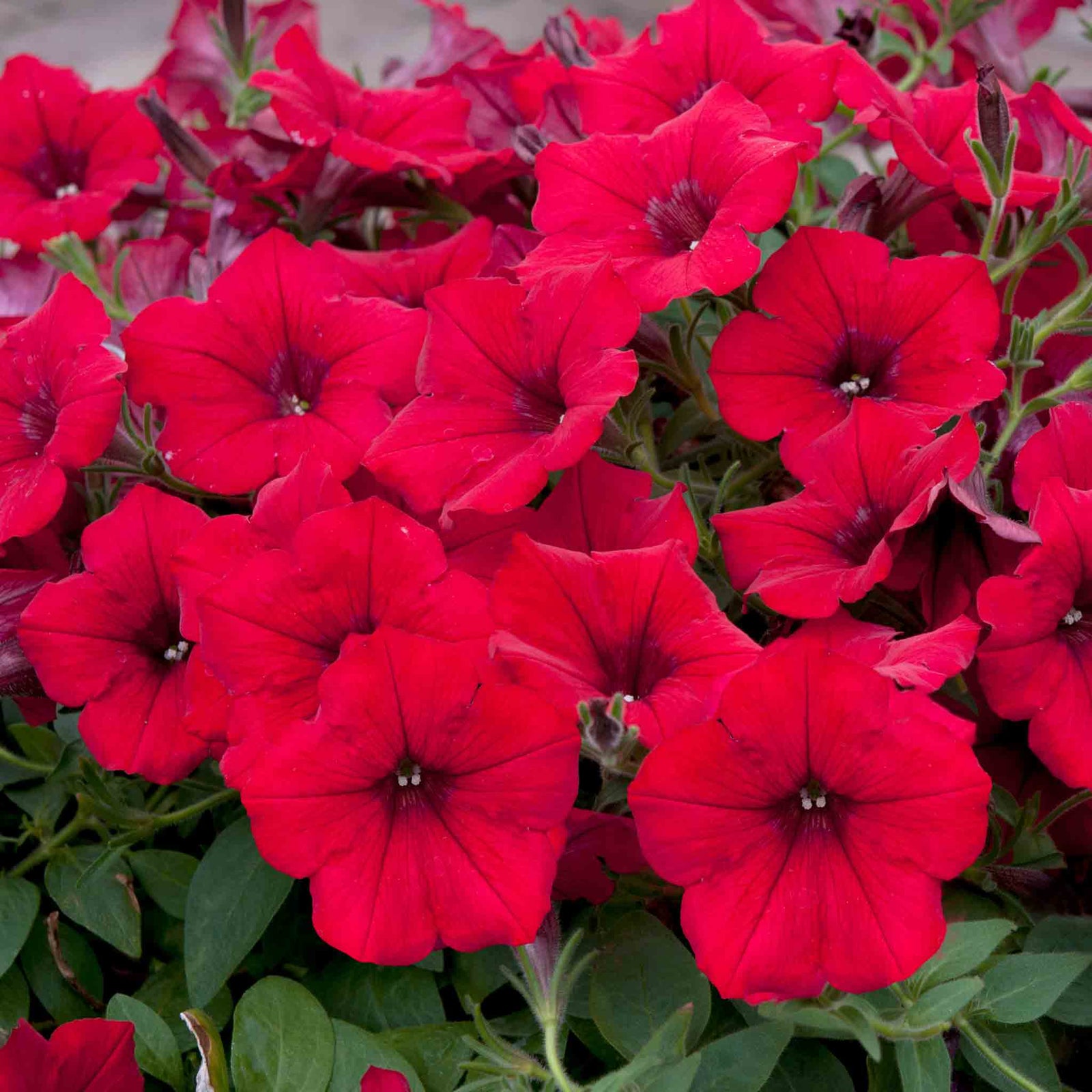 Petunia Surfinia 'deep Red' Plug Plant | 6 x Plug Plants | Deep Red
