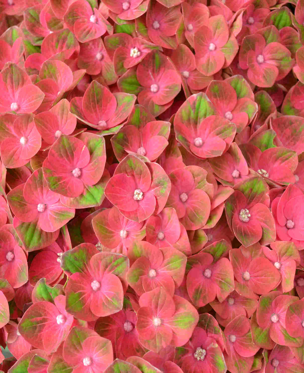 Hydrangea Rembrant Rosso Glory - 14cm pots | Set-of-1 | White