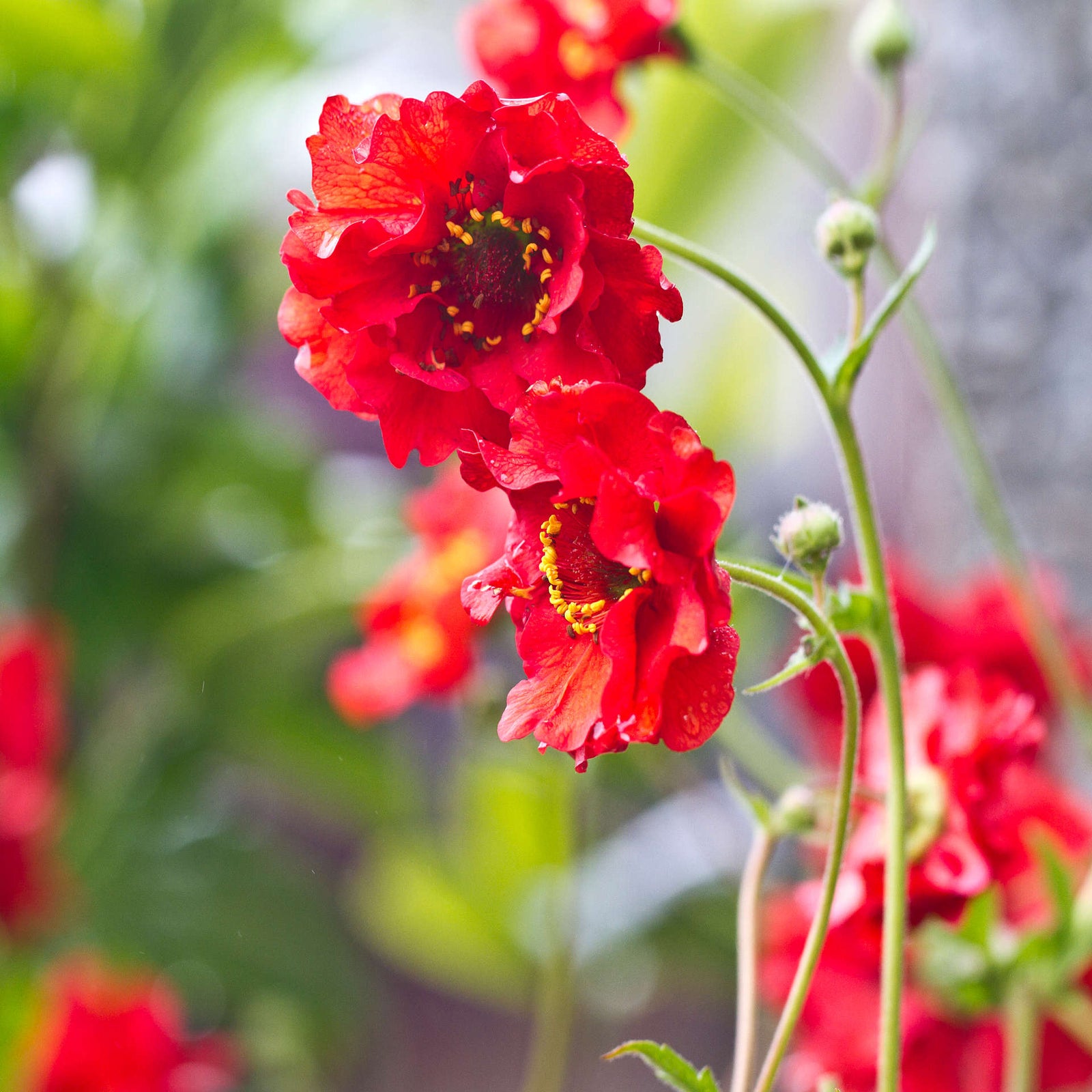 Exclusive Geum Collection 9cm Pots | 3 x 9cm | Mixed