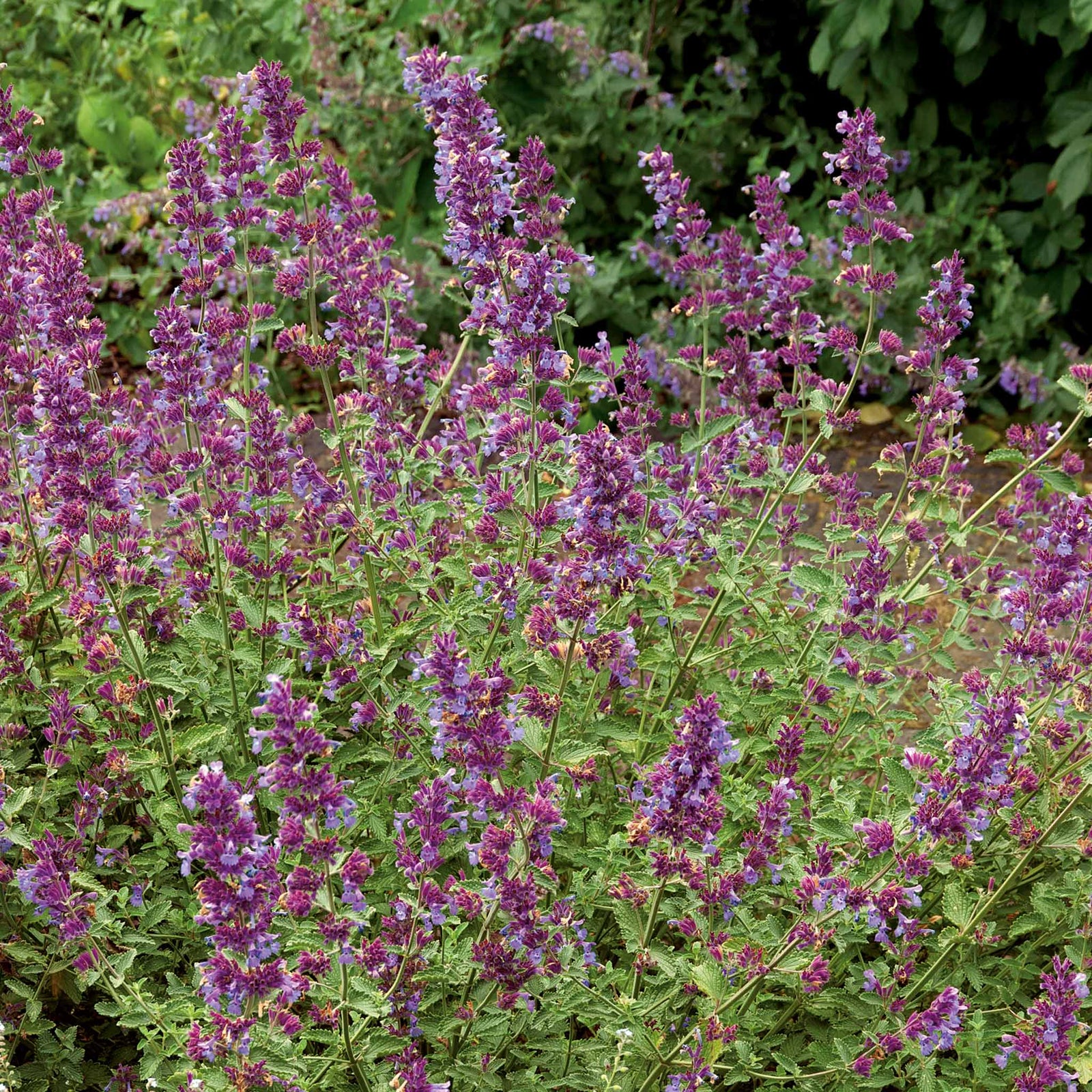 Nepeta 'walker's Low' - Low-growing Pollinator-friendly Catmint | 3 x Jumbo Plugs | Purple
