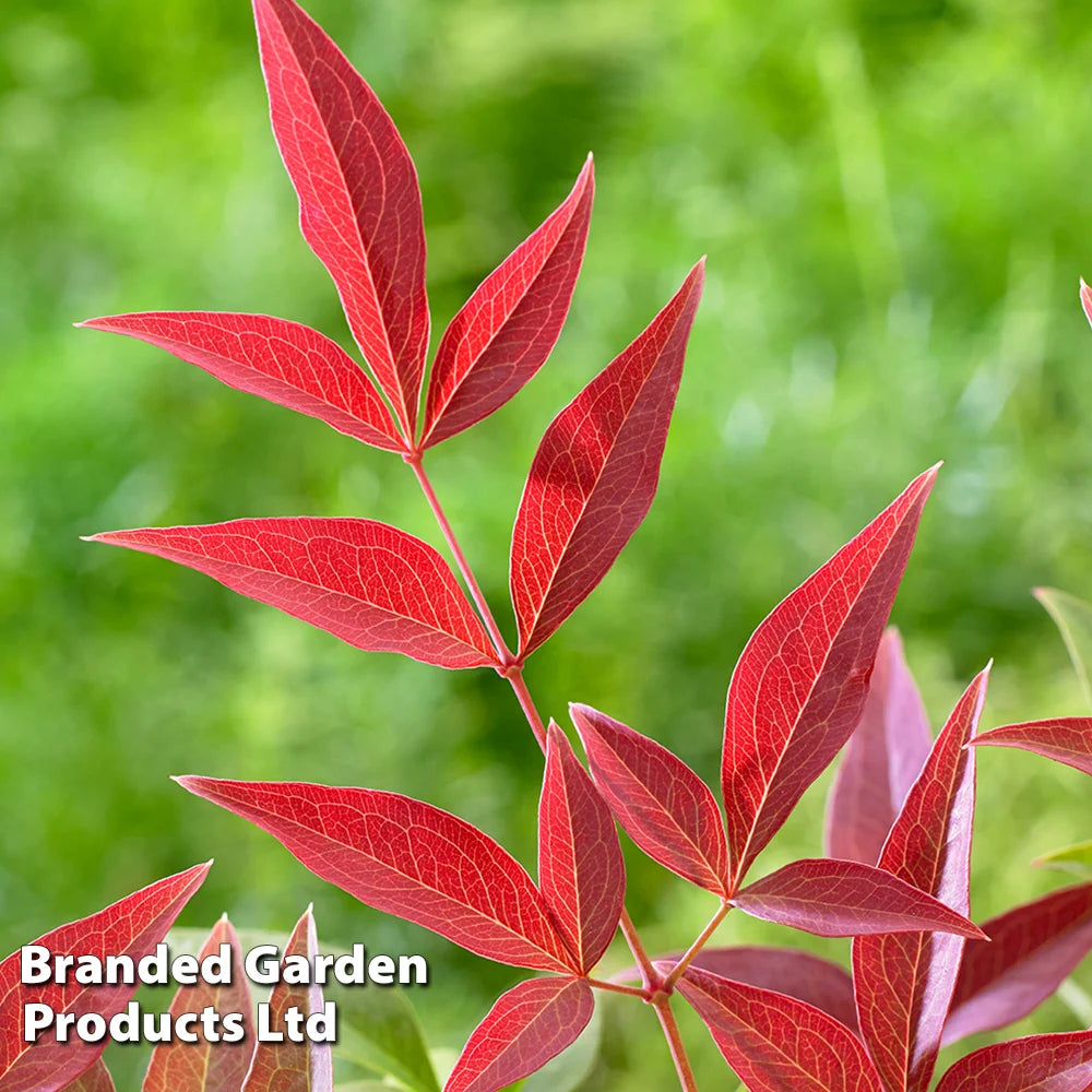 Nandina Domestica Obsessed | Set of 1