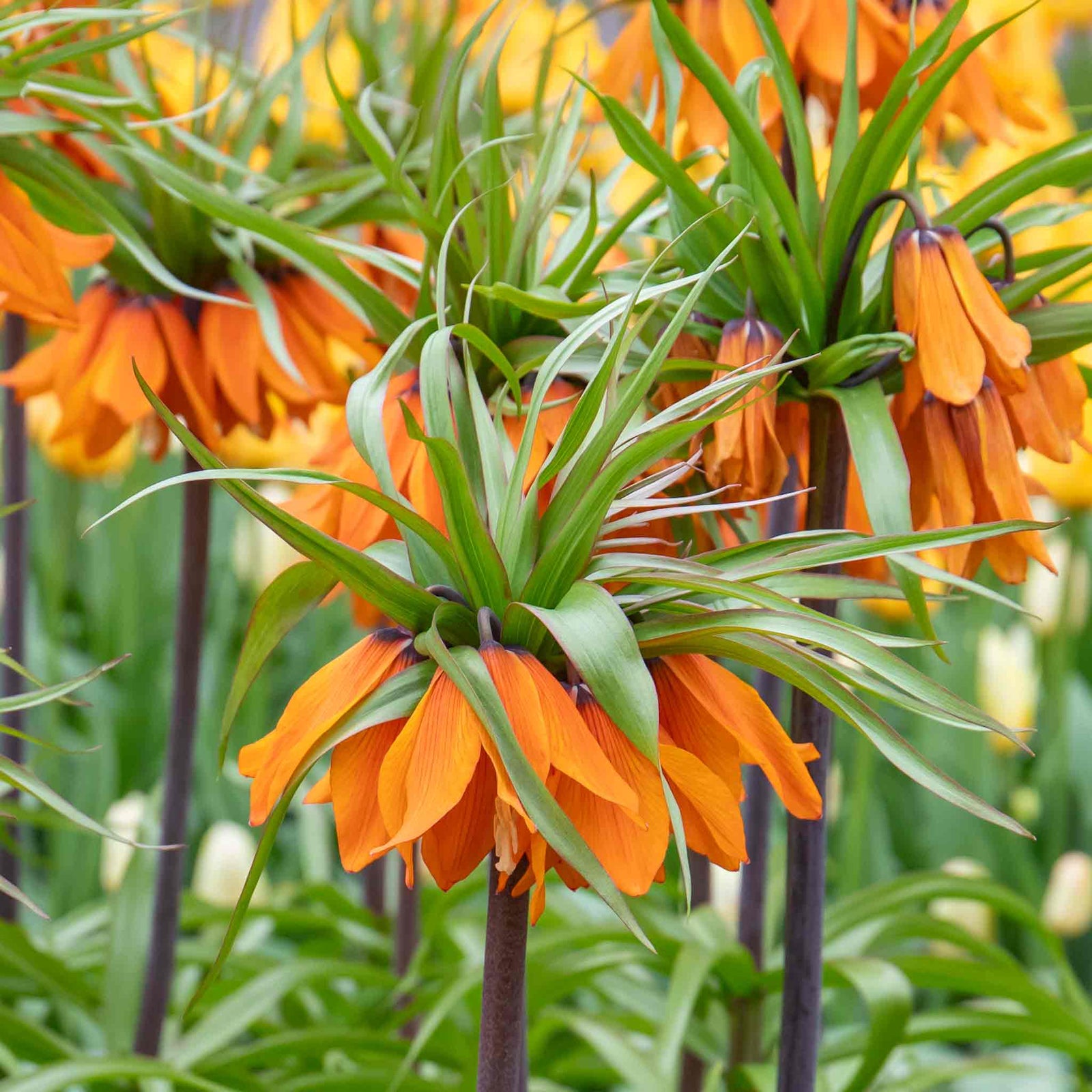 Fritillaria Imperialis 'rubra' (crown Imperial) - , Crimson Red | 3 x Bulbs | Crimson
