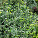 Euonymus Fortunei 'emerald Gaiety' Variegated Evergreen Groundcover | 1 x 9cm | Green & White