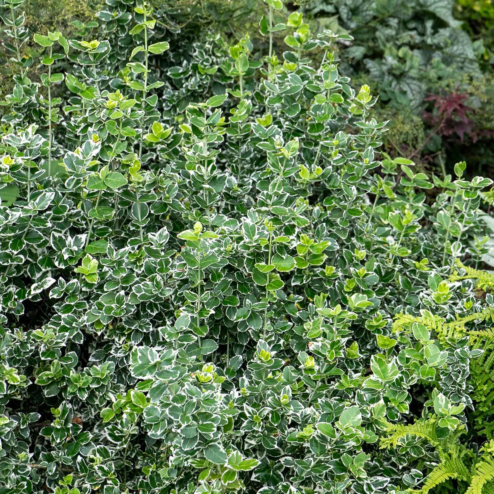 Euonymus Fortunei 'emerald Gaiety' Variegated Evergreen Groundcover | 1 x 9cm | Green & White
