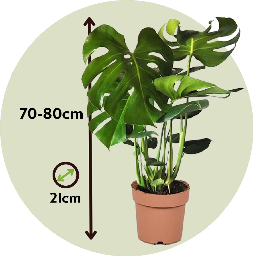Swiss Cheese Plant - Monstera Deliciosa - Height 70-80cm - ⌀21cm | Set of 1 | Green