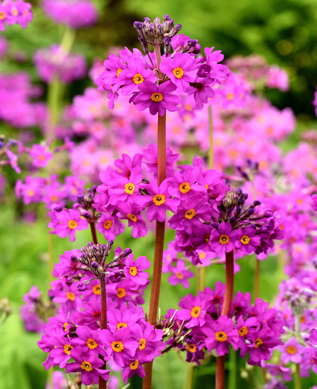 Primula Beesiana - 9cm Pots | 3 x 9cm | Purple