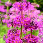 Primula Beesiana - 9cm Pots | 1 x 9cm | Purple