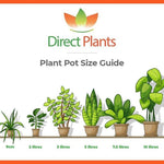 Direct Plants Euonymus President Evergreen Garden Shrub Plant