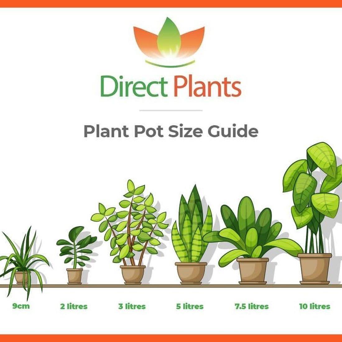 Direct Plants Dwarf Patio Miniature Victoria Plum Fruit Tree 3-4ft Supplied In A 5 Litre Pot