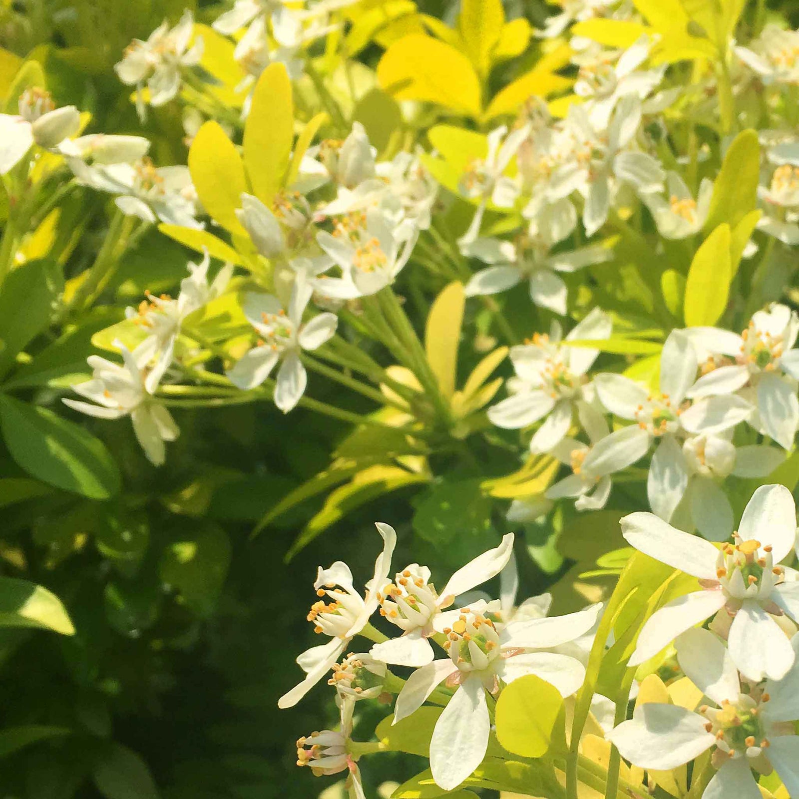 Choisya 'sundance' Evergreen Shrub | 1 x 3L | Yellow & White