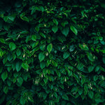 Carpinus Betulus Hornbeam Hedging Plants Pack Of 10 Trees Potted