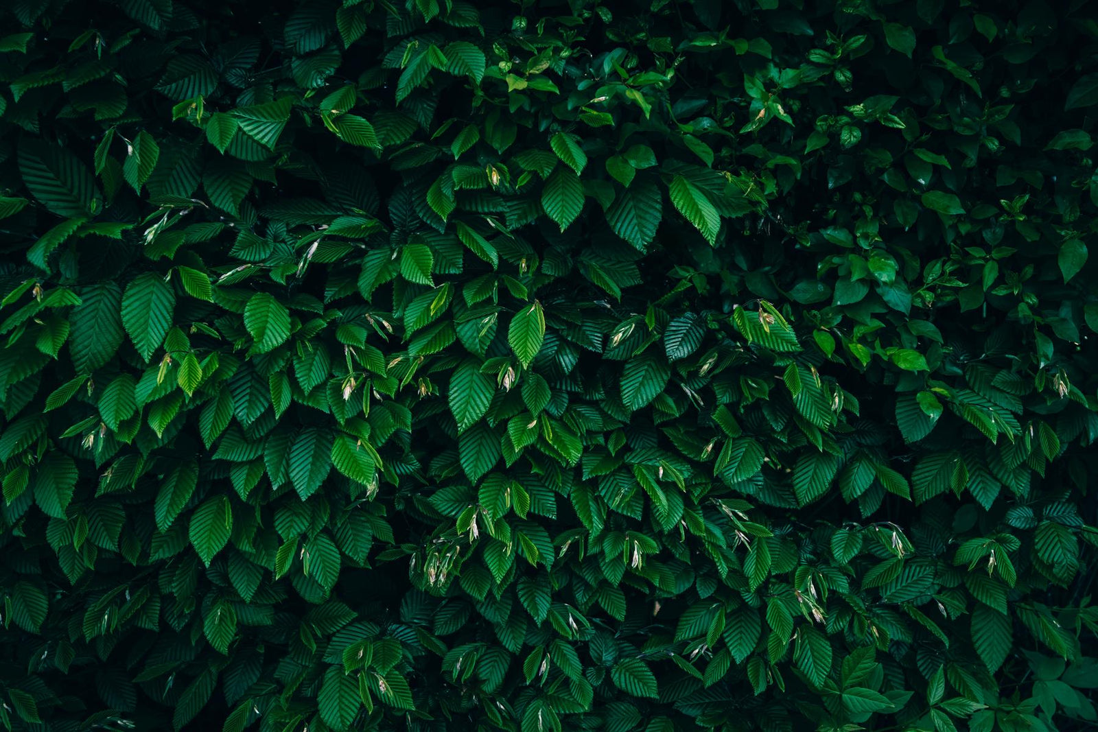 Carpinus Betulus Hornbeam Hedging Plants Pack Of 10 Trees Potted