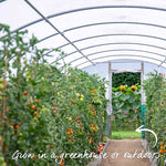 Cordon Tomato 'paoline' Blight-resistant Medium Red Jumbo Plugs | Set of 3