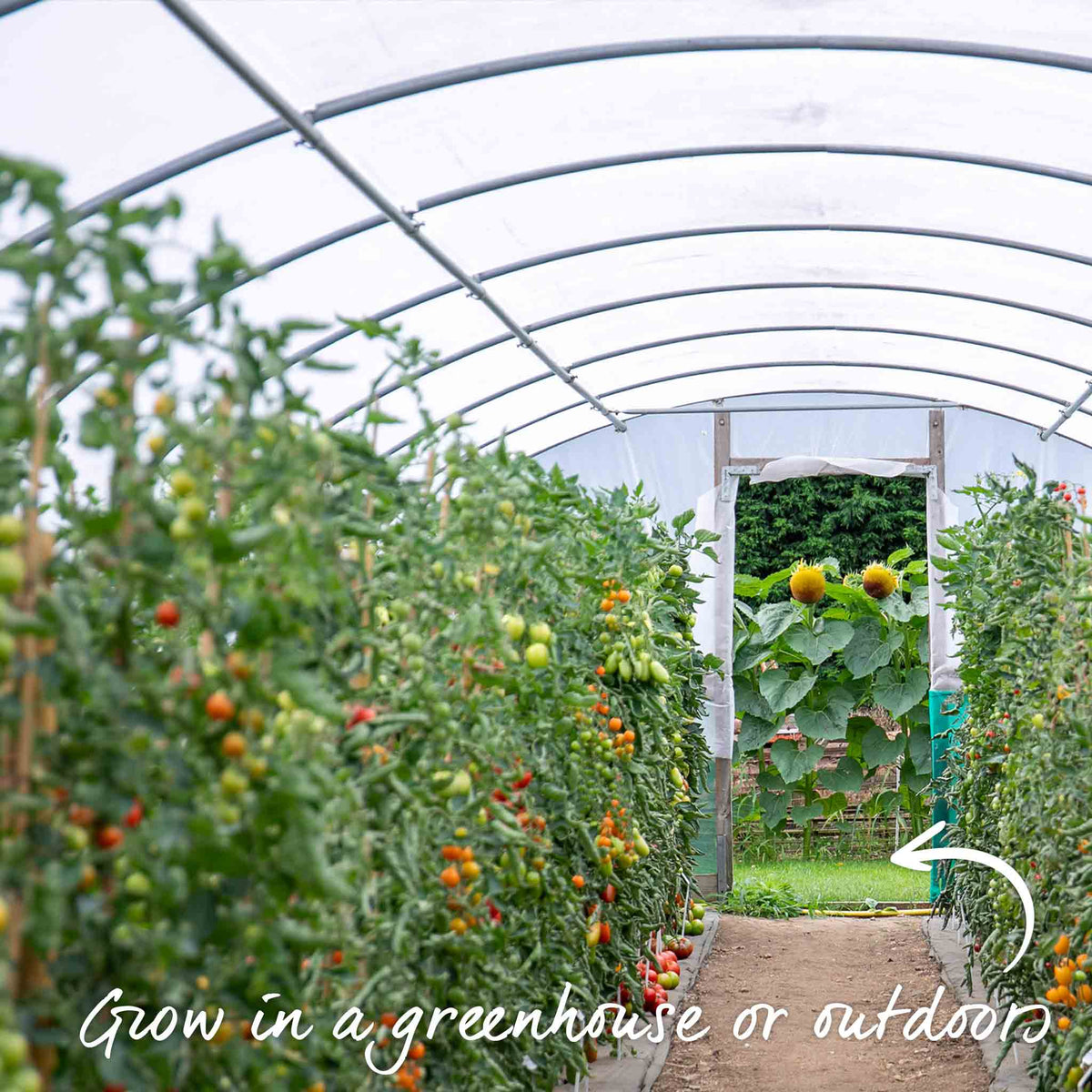 Cordon Tomato 'paoline' Blight-resistant Medium Red Jumbo Plugs | Set of 3