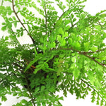 Artificial 30cm Potted Royal Fern
