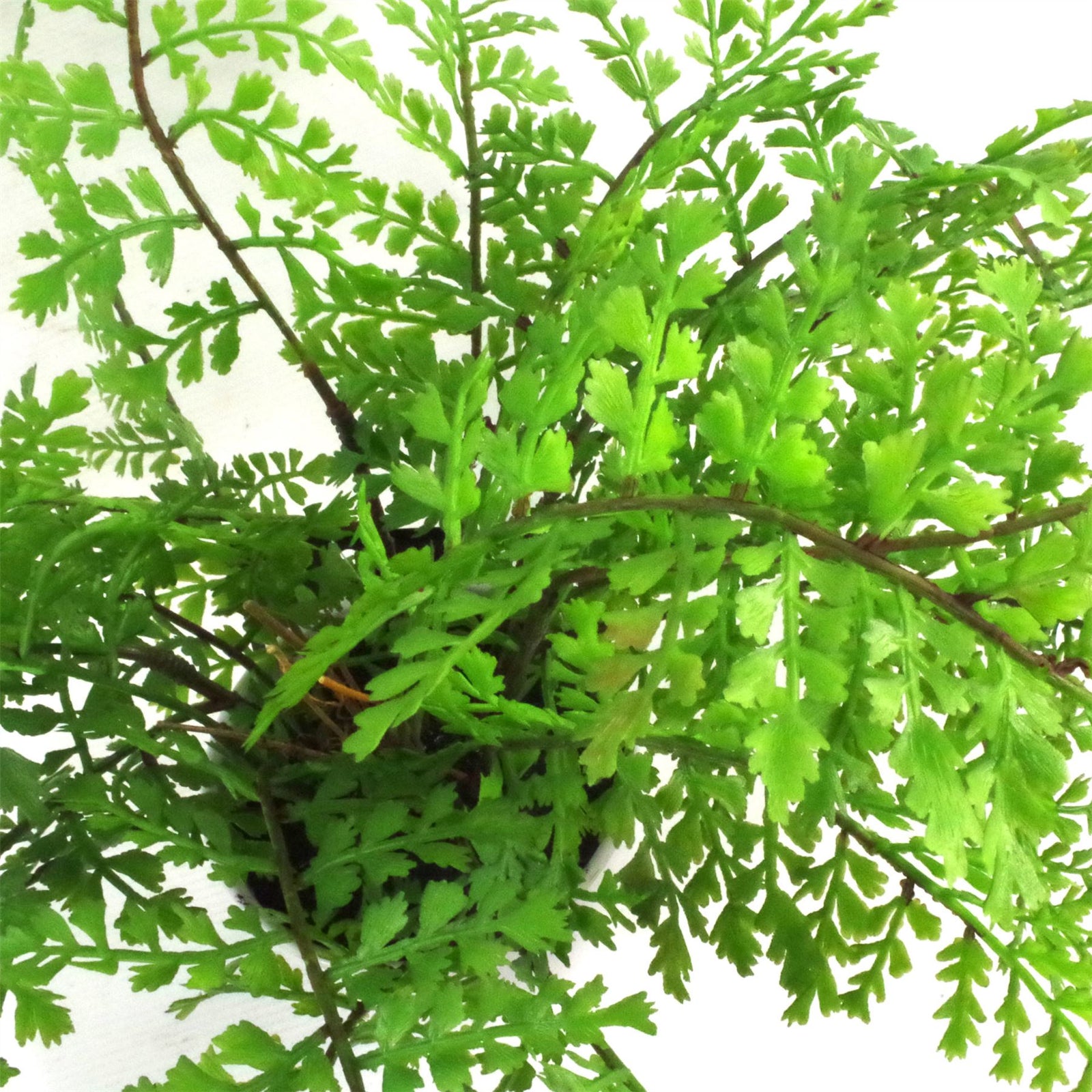 Artificial 30cm Potted Royal Fern