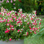 Salvia Little Kiss 2l Perennial | Set of 1 | Green & White