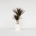 Madagascar Dragon Tree - Dracaena Marginata 'magenta' - Height 70-80cm - ⌀17cm | Set of 1 | Green