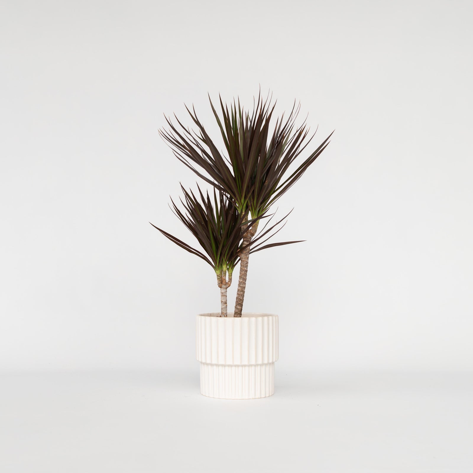 Madagascar Dragon Tree - Dracaena Marginata 'magenta' - Height 70-80cm - ⌀17cm | Set of 1 | Green