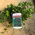 Cotoneaster Dammeri Shrubs Evergreen Ground Cover Pack Of 5 Large Plants Supplied In 2 Litre Pots