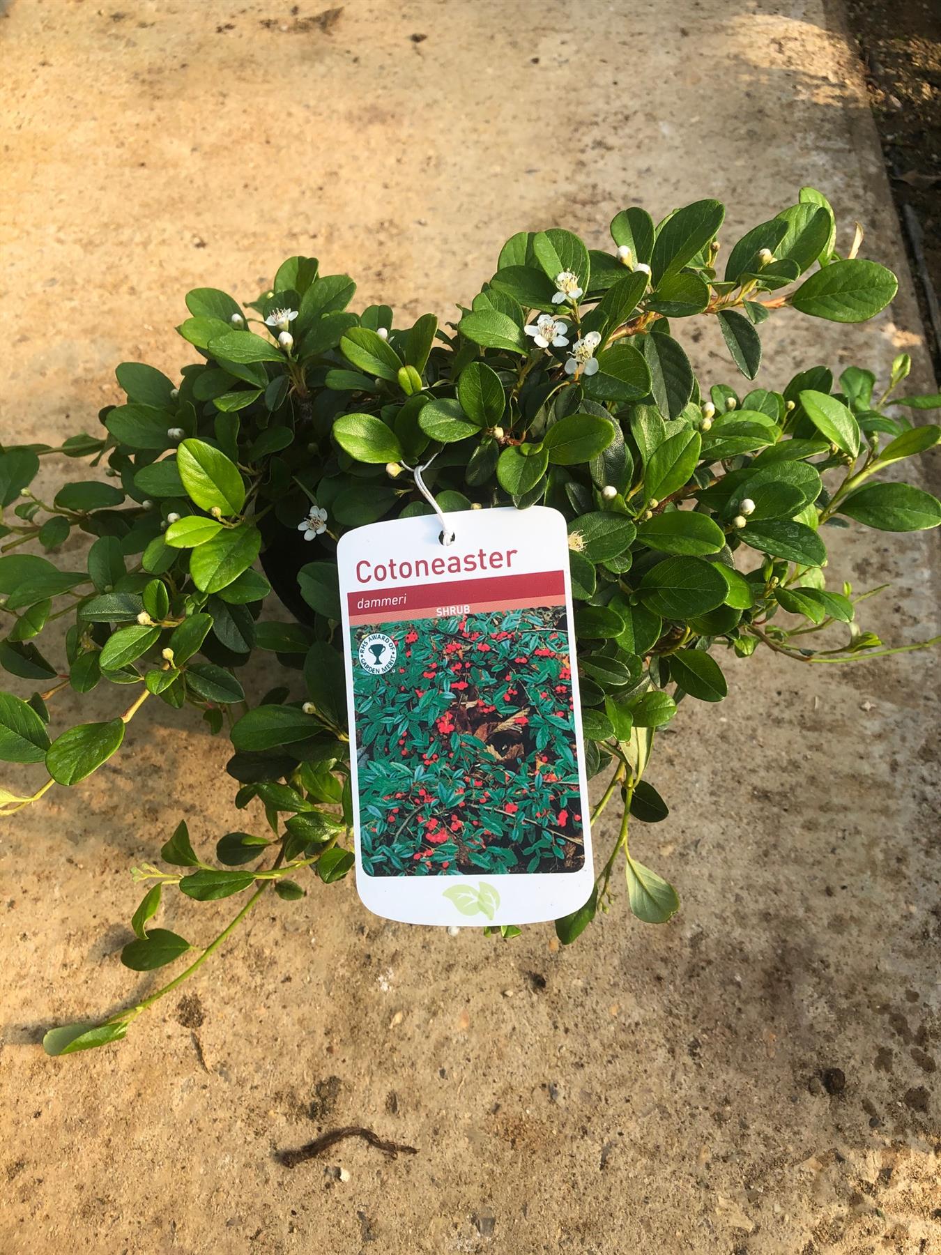 Cotoneaster Dammeri Shrubs Evergreen Ground Cover Pack Of 5 Large Plants Supplied In 2 Litre Pots
