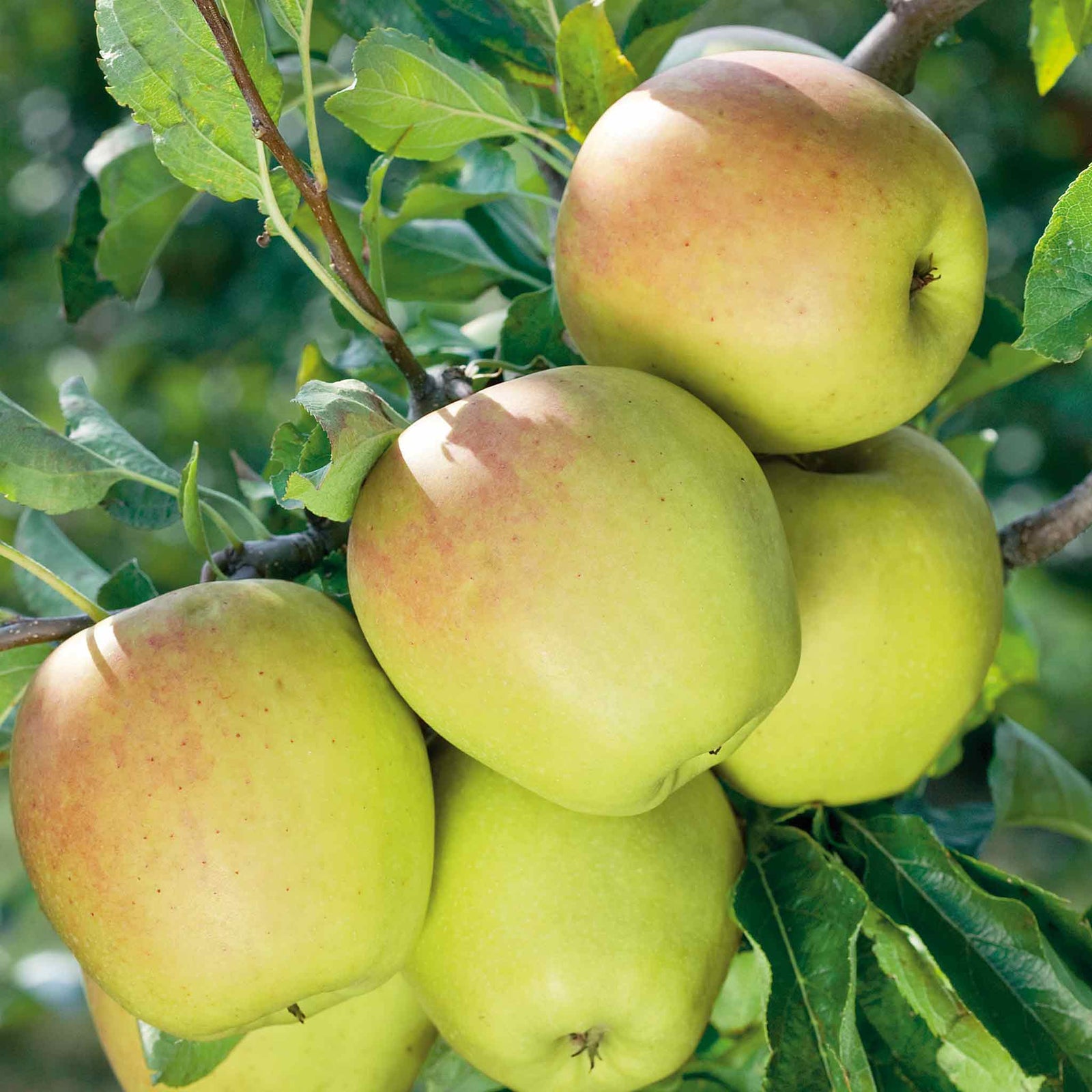 Patio Apple Tree Golden Delicious 1 M | 1 x2l