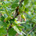 Gooseberry 'hinnonmaki Red' Standard Plant 3l | Set of 1
