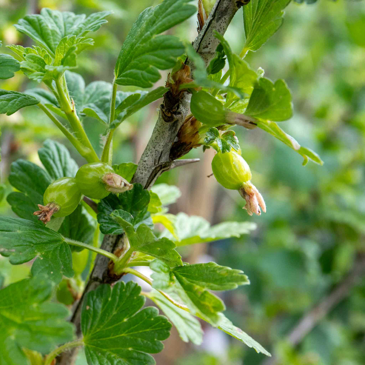 Gooseberry 'hinnonmaki Red' Standard Plant 3l | Set of 1