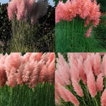 Cortaderia Rosea Pink Pampas Grass Garden Plant | Set of 1