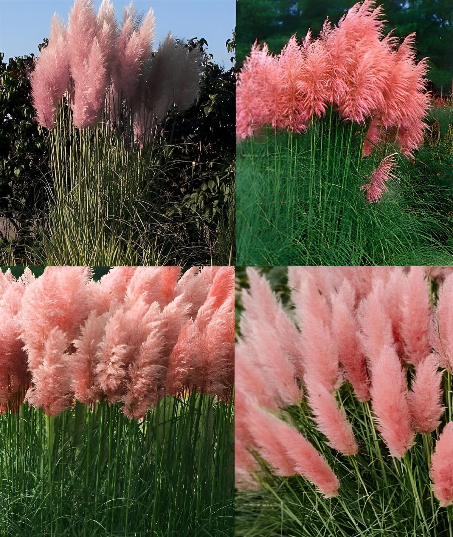 Cortaderia Rosea Pink Pampas Grass Garden Plant | Set-of-3