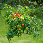 Tomato 'siderno' Seeds | 10 Seeds
