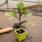 Grafted Aubergine Plant Long Purple | 3 x 7cm | Purple