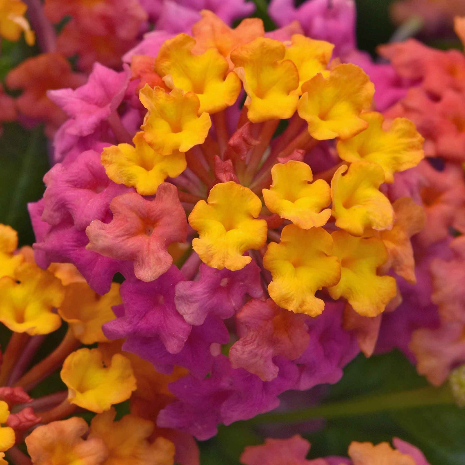 Lantana 'passion Fruit' Trailing Pink And Orange Bedding Plant | 12 x Plug Plants | Multi