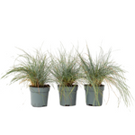 Blue Fescue - Festuca Glauca 'Elijah Blue' - Height 10-15cm - ⌀9cm | Set-of-3 | Blue