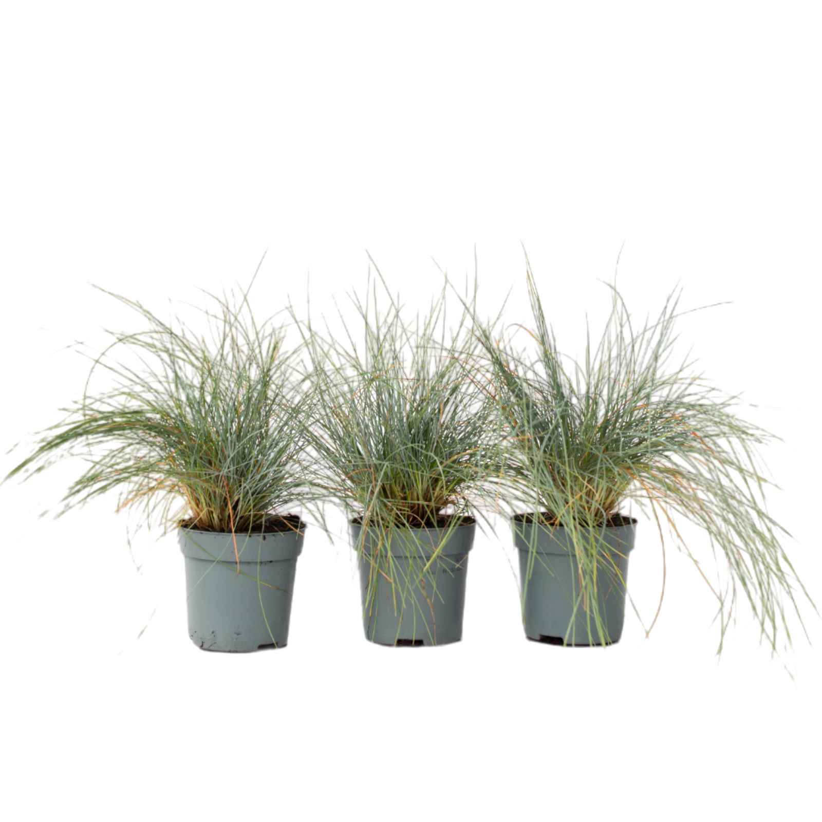 Blue Fescue - Festuca Glauca 'Elijah Blue' - Height 10-15cm - ⌀9cm | Set-of-3 | Blue