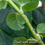 Climbing Hydrangea 'petiolaris' Rhs Agm | 1 x 9cm | White