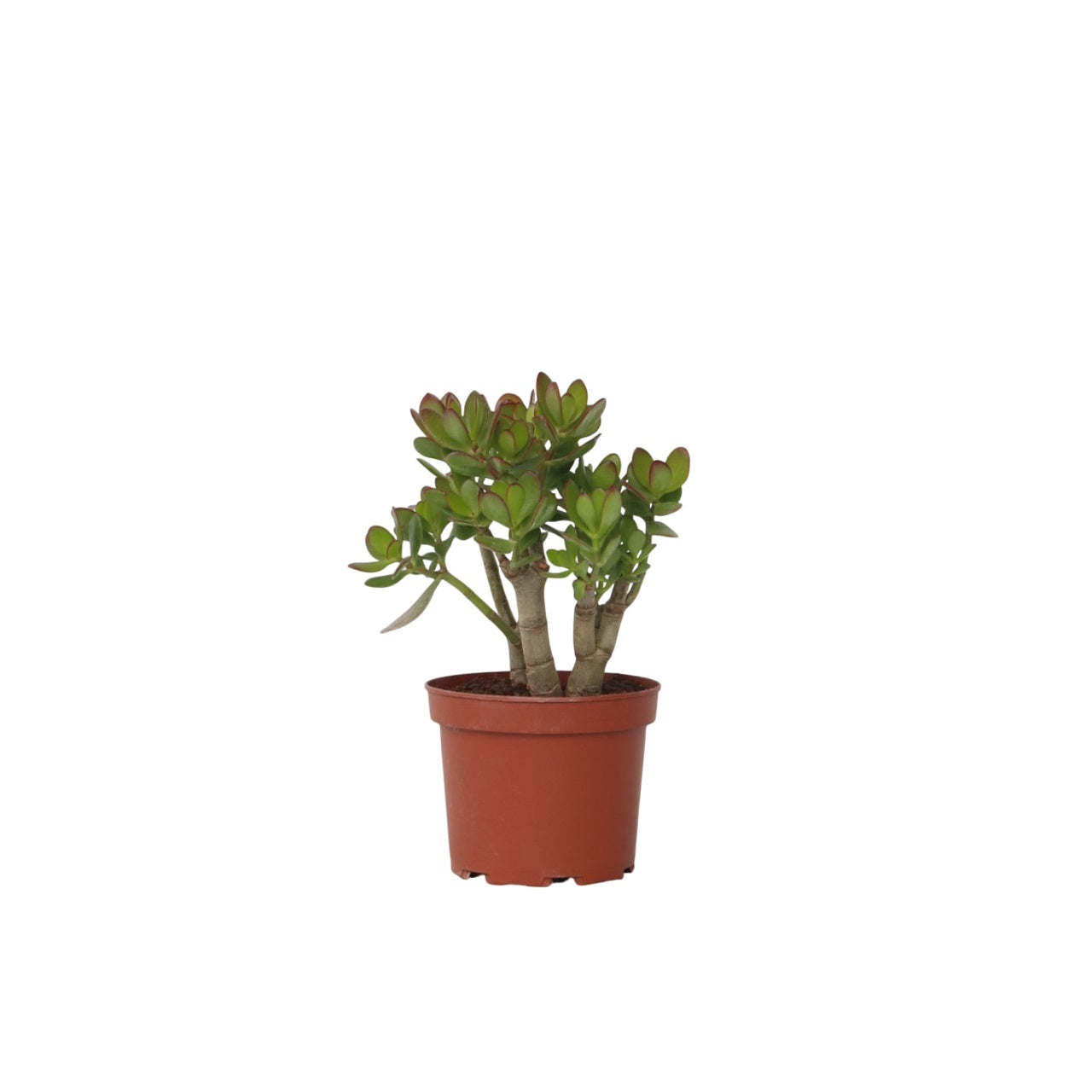 Jade Plant - Crassula Ovata 'minor' - Height 30-35cm - ⌀17cm | Set-of-1 | Green