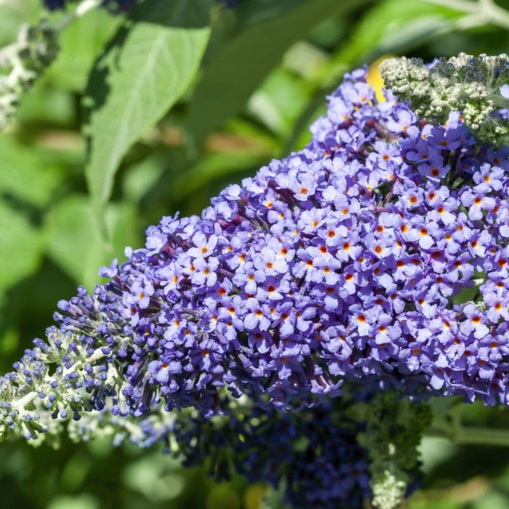 Thompson & Morgan Buddleja 'Lochinch'