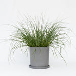 Fountain Grass - Pennisetum Alopecuroides 'hameln' - Height 20-30cm - ⌀23cm | Set of 1 | Green