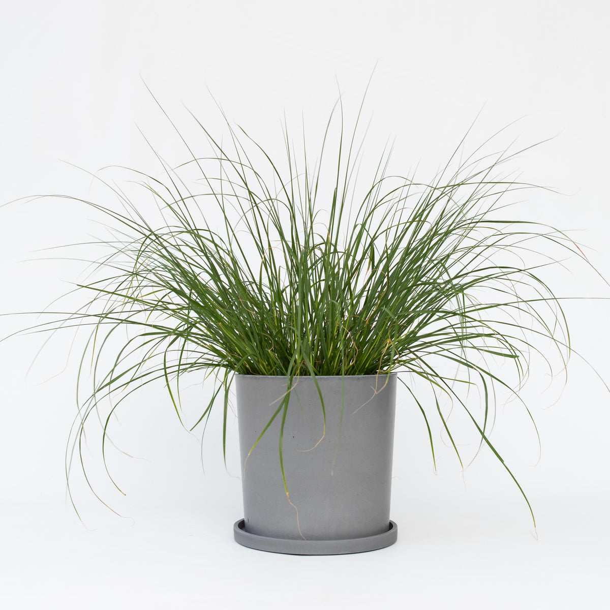 Fountain Grass - Pennisetum Alopecuroides 'hameln' - Height 20-30cm - ⌀23cm | Set of 1 | Green