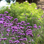 Verbena Bonariensis - A firm favourite with our pollinating friends | 3 x 9cm | Purple