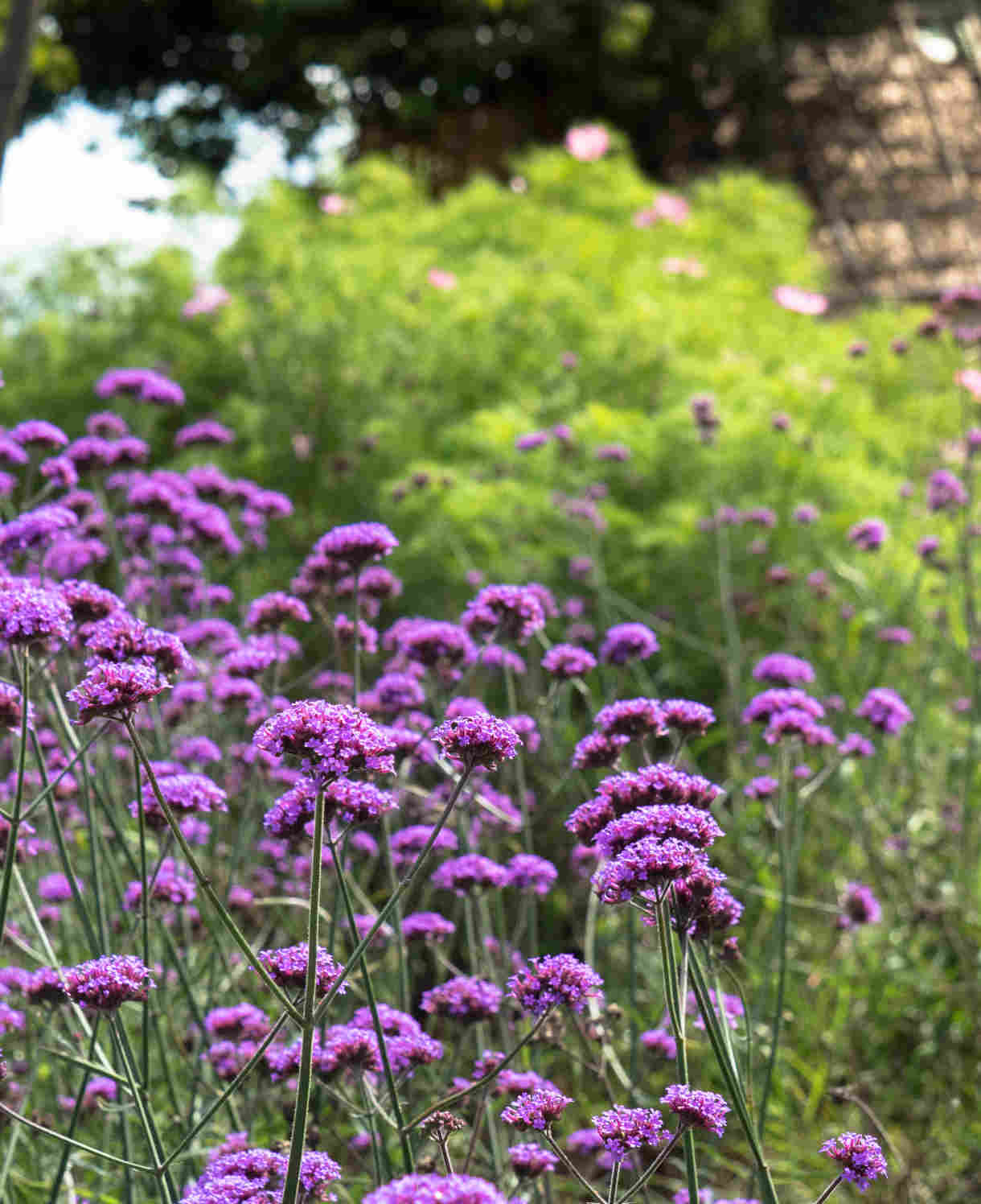 Verbena Bonariensis - A firm favourite with our pollinating friends | 3 x 9cm | Purple