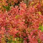 Berberis 'orange Rocket' Shrub Pot | 1 x 9cm | Orange