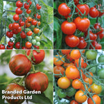 Nurseryman's Choice Tomato Potted Plant | 6 x 9cm