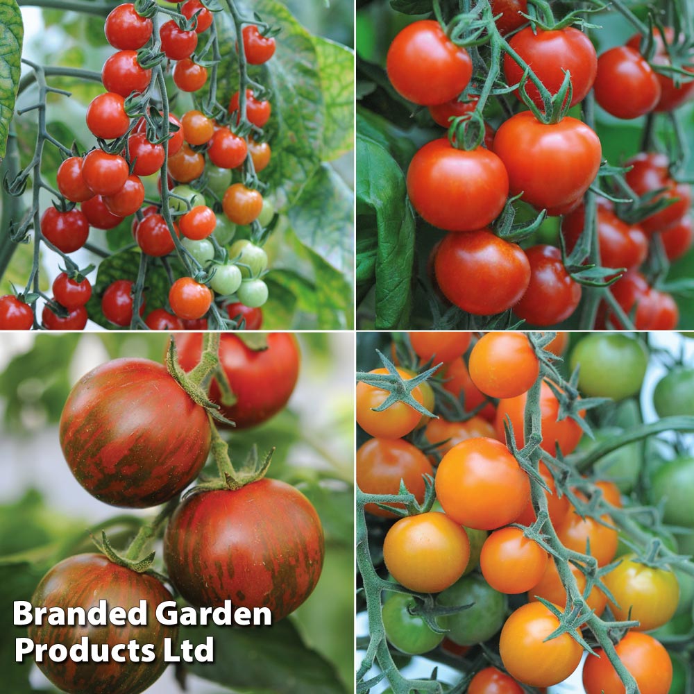Nurseryman's Choice Tomato Potted Plant | 6 x 9cm