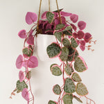 90cm Artificial Potted Hanging Trailing Pink Plant String Of Hearts
