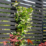 Star Jasmine - Trachelospermum Jasminoides | 3 x 9cm | White