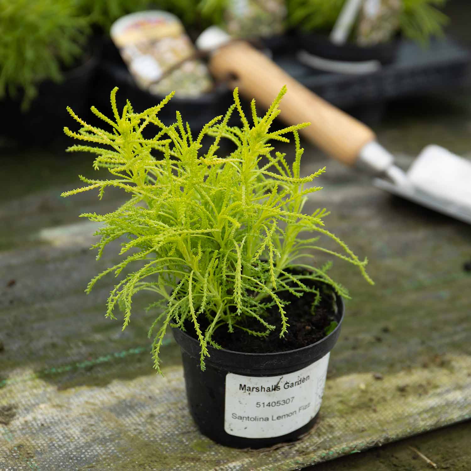 Santolina Rosmarinifolia 'lemon Fizz' | 1 x 9cm